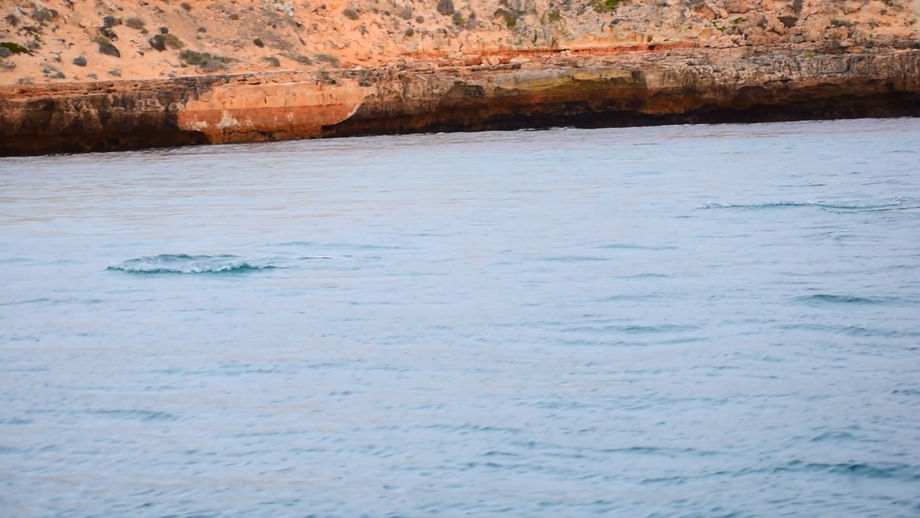 Seals at Fowlers Bay